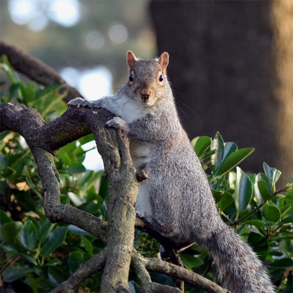 Squirrel Side View in Bournemouth Gardens