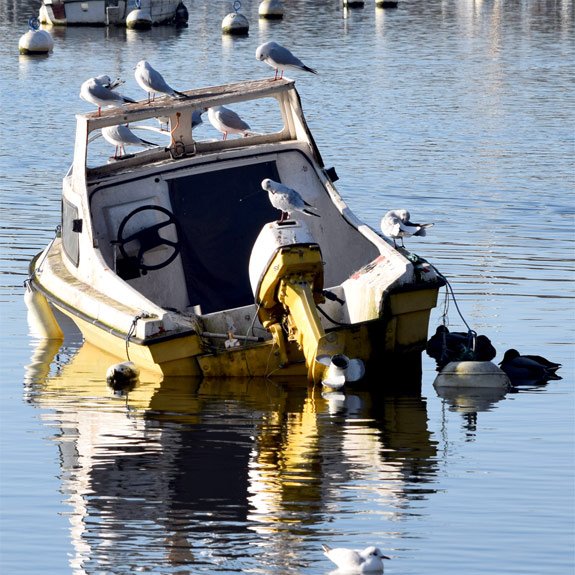 Moored Boat Surrounded by Gulls